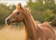 Quiz Connais-tu bien le cheval ?