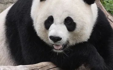 Quiz Panda