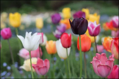 Quelle est cette fleur ?