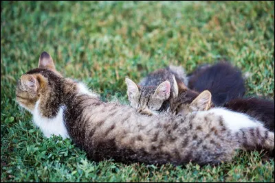 Imagine-toi que tu es une chatte du nom de Pétale de Fleur. Tu as eu, il y a trois lunes, des petits (deux femelles et un mâle) : ils sont adorables ! L'un d'eux est noir, comme leur père et les deux autres sont légèrement tigrés, comme toi. Comment les as-tu appelés ?