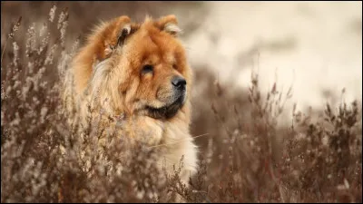 D'où est originaire le chow-chow ?