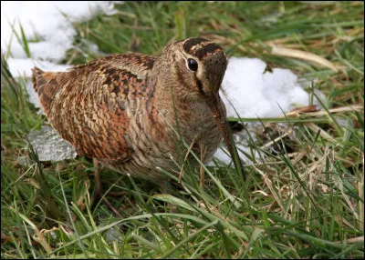 Quel oiseau s'est déguisé en ecclésiastique pour se cacher des chasseurs ?