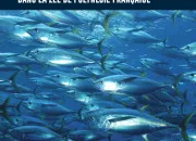 Quiz Des ressources naturelles menaces : les poissons