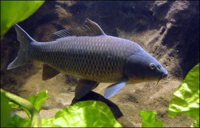 Quelle est lautre expression qui désigne les poissons ?