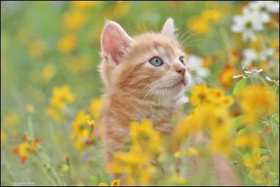 Tu es une jeune chatonne rousse aux yeux flamboyants. Tu viens d'ouvrir les yeux avec ta sur Petite Tulipe et tes deux frères, Petite Spirale et Petit Souffle. Votre mère vous dit que vous pouvez sortir dehors. Où vas-tu ?