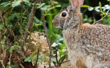 Quiz Animaux