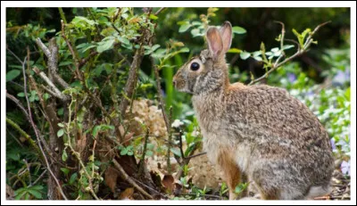 Il n'y a pas de doute : c'est un lapin. Mais quel est son nom et son lieu de résidence ?