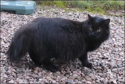 Les chats voient dans le noir. Vrai ou faux ?