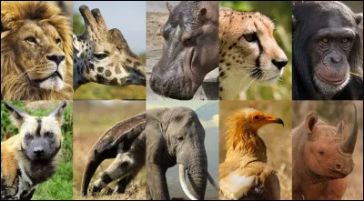 Quel animal tue le plus d'hommes chaque année ?