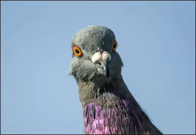 Quel est le nom de cet animal ?