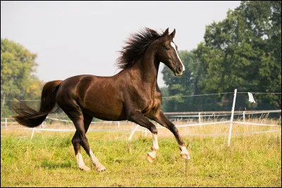 Quel est le mécanisme du galop à gauche ?