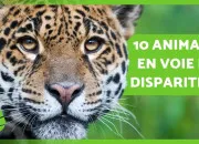 Quiz Les animaux dans l'ordre alphabtique