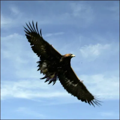 Aigle royal
Quelle est la vitesse en piqué de ce rapace ?