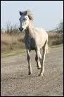 Héros du film du même nom sorti en 1953, quel est ce cheval camarguais que Folco tente d'apprivoiser ?