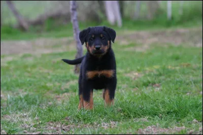 Quel est cet animal ?