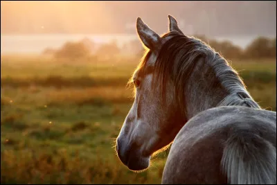 Déjà, aimes-tu les chevaux et/ou les poneys ?