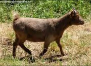 Test Lequel de mes animaux es-tu ?