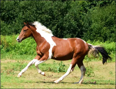 Quelle robe porte ce cheval ?