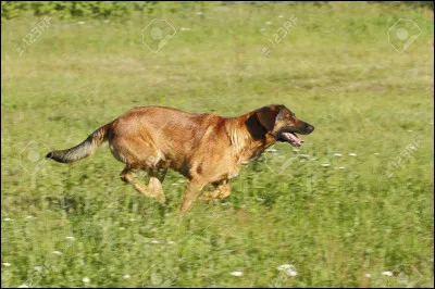 Pour commencer : combien de temps êtes-vous prêt à consacrer aux promenades de votre chien ?