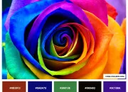 Quiz Test de rapidit : couleurs