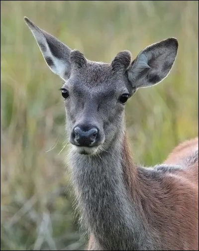 Quel nom porte un cerf âgé de 6 mois à un an ?