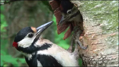 Quel est le nom latin du pic-épeiche ?