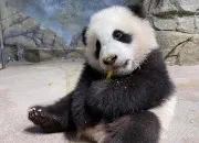 Quiz Le panda gant