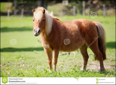 Où faut-il attacher son cheval ?