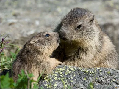 Comment se nomment ces animaux ?