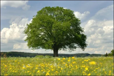 Planter des arbres aide à lutter contre la pollution.