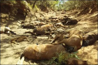 Sais-tu combien d'espèces d'animaux ont disparu (environ), depuis 2010 ?