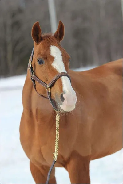 Quelle est cette race de cheval ?