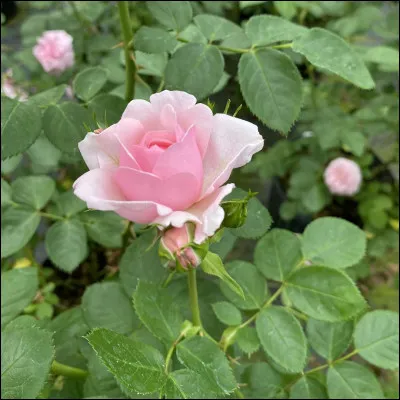 Le rose est-il une couleur ?