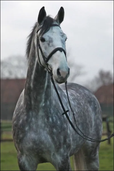 Quelle est la robe de ce cheval ?