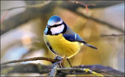 De quoi se sert la mésange bleue pour éliminer les parasites de son nid ?