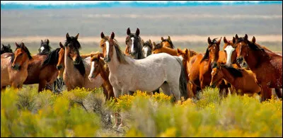 En quelle année la domestication des chevaux a-t-elle eu lieu ?