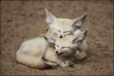 Quel est l'autre nom du fennec ?