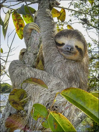 Quel est cet animal ?