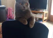 Test Quel chat es-tu ?