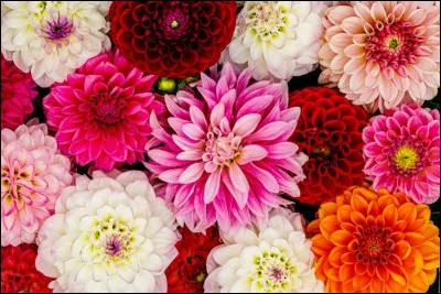 Les dahlias sont des fleurs typiquement brésiliennes.