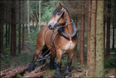 Déjà, si tu étais un cheval, quelle serait ta taille ?