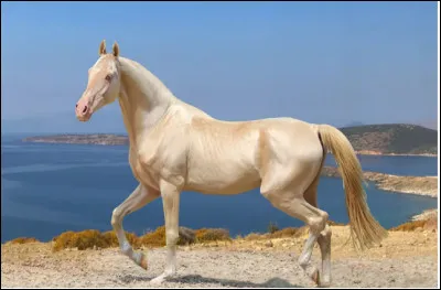 Commençons par une race très connue et dite "la plus belle du monde". C'est...