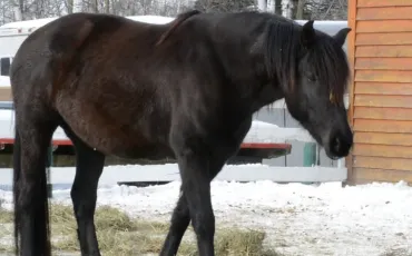 Quiz Chevaux