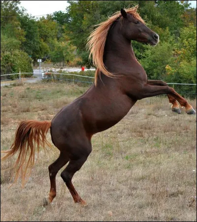 Quelle est la robe de ce cheval ?