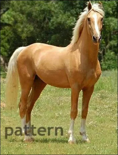 Ce cheval a une robe