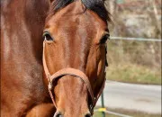 Quiz Connais-tu bien les chevaux ?