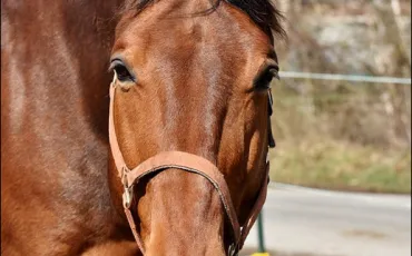 Quiz Chevaux