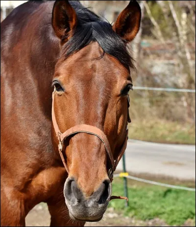 Quelle expression le cheval exprime-t-il ?