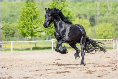 Pour commencer en douceur, quelles sont les catégories dont fait partie le frison ?