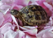 Quiz La nourriture pour les tortues de terre